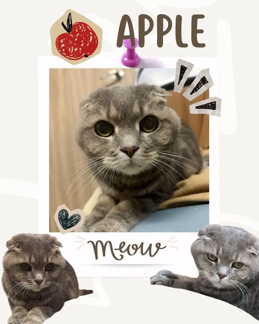 Thank You, Apple’s Mom, for Your Trust! Cozy Paws' Insights on Caring for Senior Fur Babies