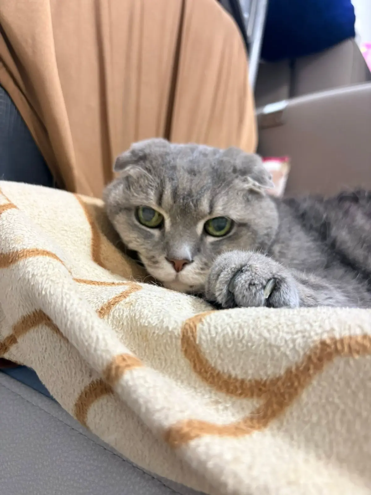 Thank You, Apple’s Mom, for Your Trust! Cozy Paws' Insights on Caring for Senior Fur Babies